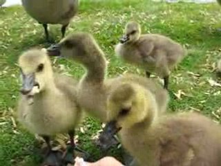 Fuzzy wuzzy baby geese