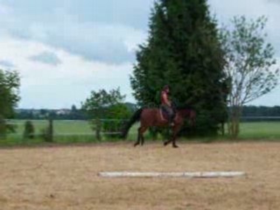 prince galop