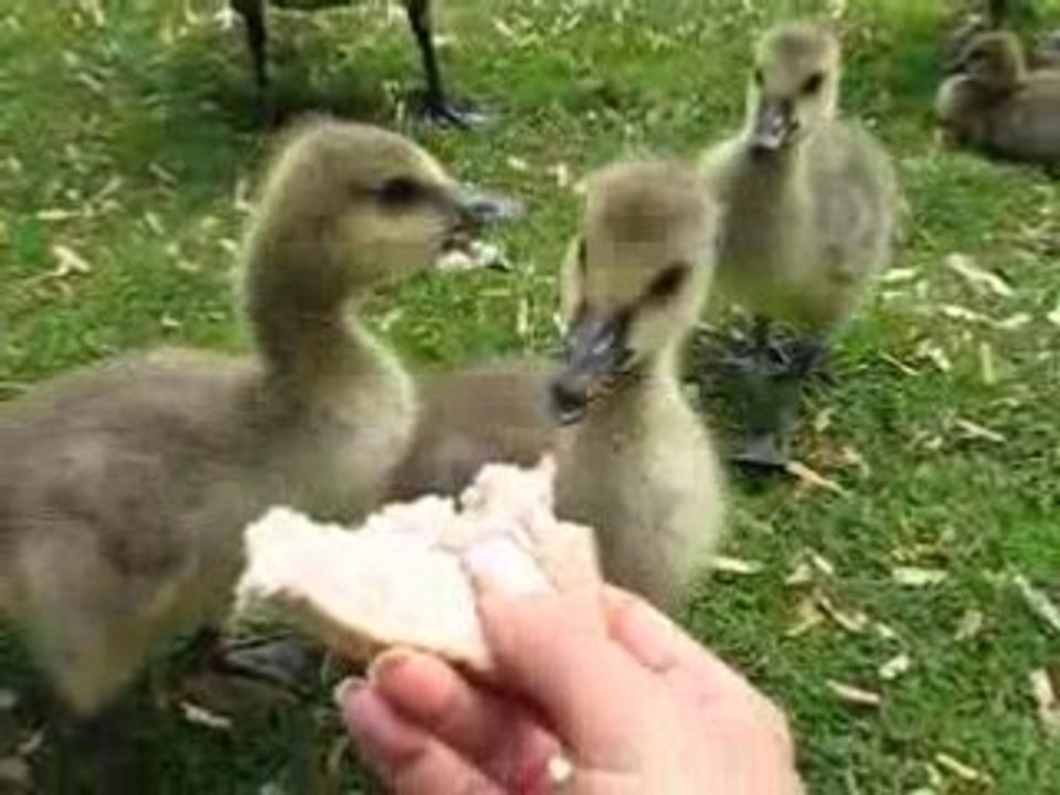 Geesies!