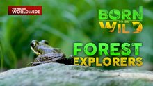 Pinakamalaking bulaklak sa mundo na Rafflesia, namataan sa Mt. Candalaga | Born To Be Wild