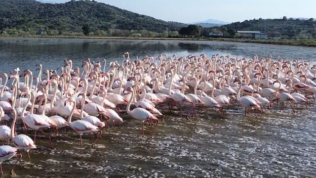 Büyük Menderes taştı, buğday tarlaları flamingolarla doldu