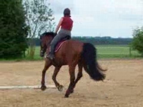 prince galop barres sur le cercle