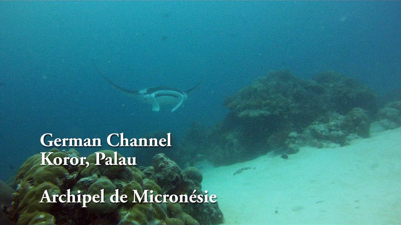 Mantas