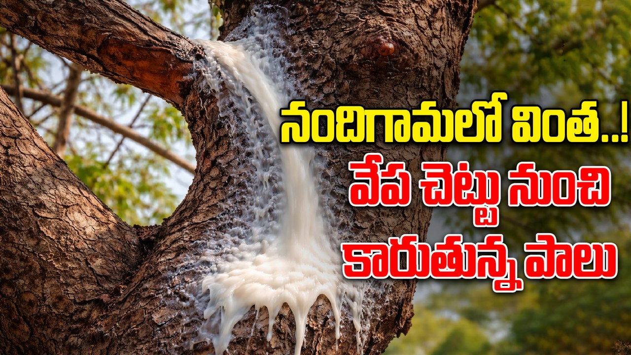 Nandigamaలో వింత..! వేప చెట్టు నుంచి కారుతున్న పాలు.. భక్తుల పూజలు | Oneindia Telugu