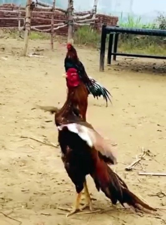 Animal videos