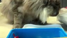 POV: Your Maine Coon Pretends Not to Care… But the Paw Says Otherwise 😹🐾 #cat #shorts #funny