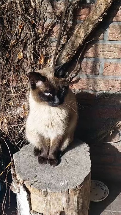When the Neighbor’s Cat Becomes Your Regular Guest 😂🐱#cat #shorts #funny