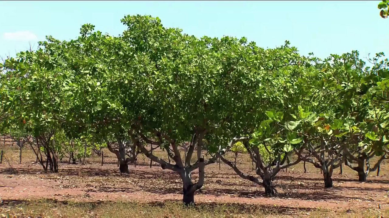 Confira os destaques do Globo Rural de hoje, 08/03/2026