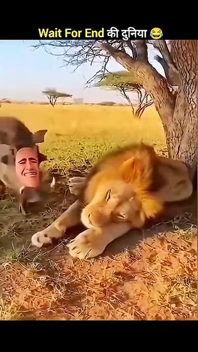 जानवरों के Funny कारनामें 😂 wait for twist 🤣 #funny #shorts #animals