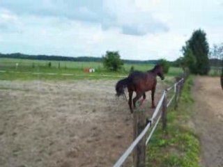 quix la bolosse en liberté