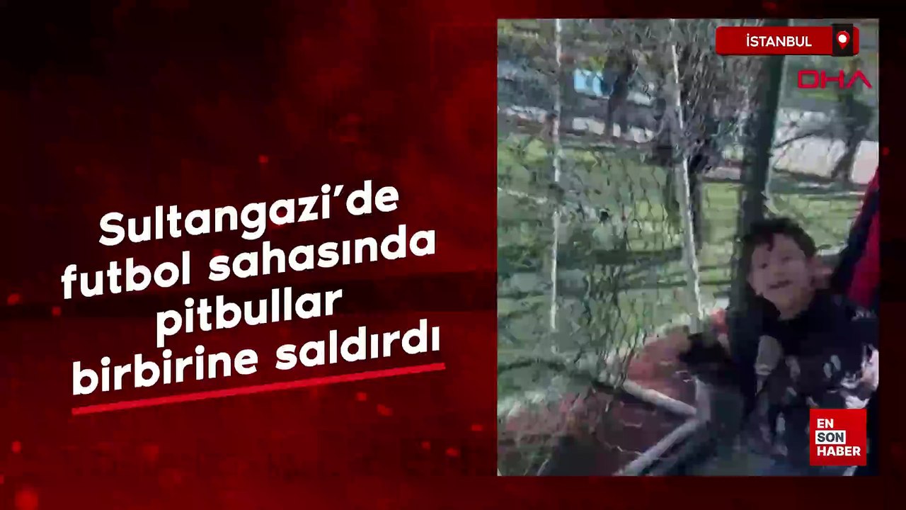 İstanbul Sultangazi’de futbol sahasında pitbullar birbirine saldırdı