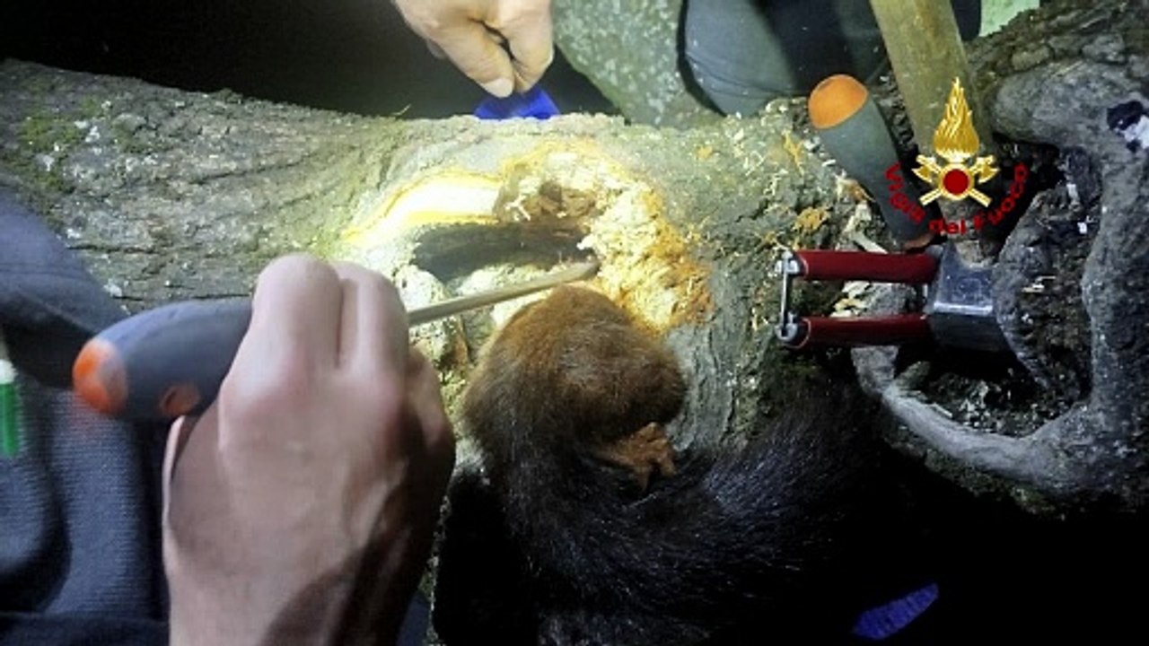 Scoiattolo salvato dai vigili del fuoco, era rimasto incastrato in un tronco