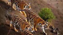 #animalvideos #tigers