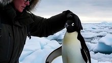 #animalvideos #cute #handshake #penguins