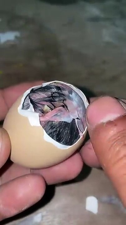 Watch this amazing moment when a baby chick hatches from its egg! 🐣🥚 Nature is truly incredible as new life begins right before your eyes.  If you enjoy animal videos, baby chicks, and satisfying nature moments, this video is for you.  Subscribe for mor