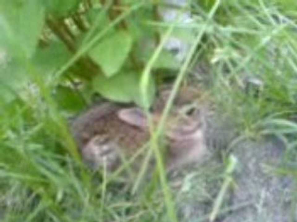 baby rabbit in my backyard