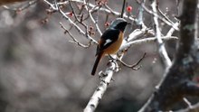 Daurian Redstart