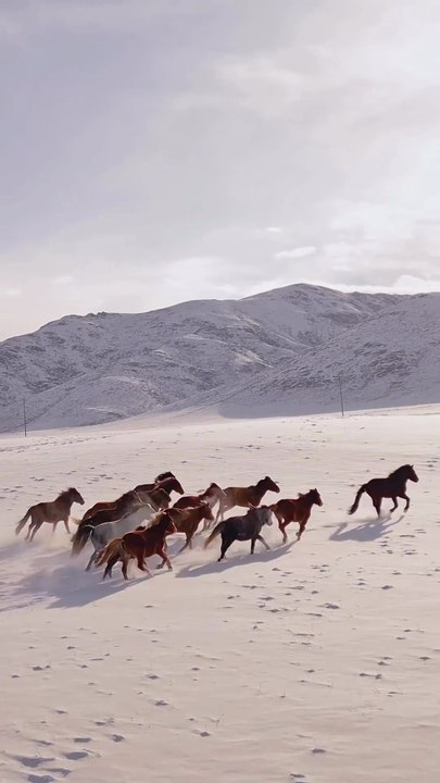 Herd of Galloping Horses