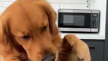 Dog Makes Food EP3: Making Breakfast