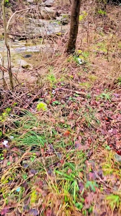 Gold Exploration and Searching Along the Streamsbank