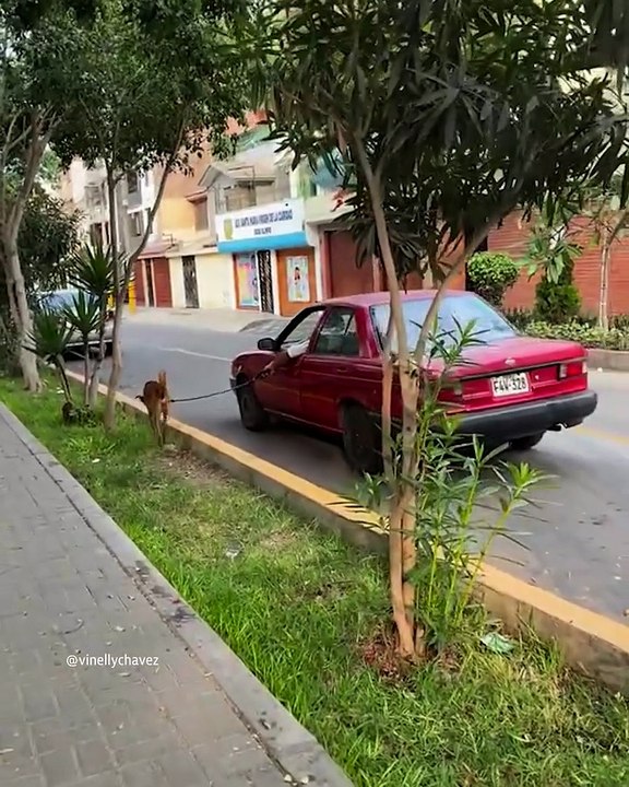 Hombre pasea a su perro