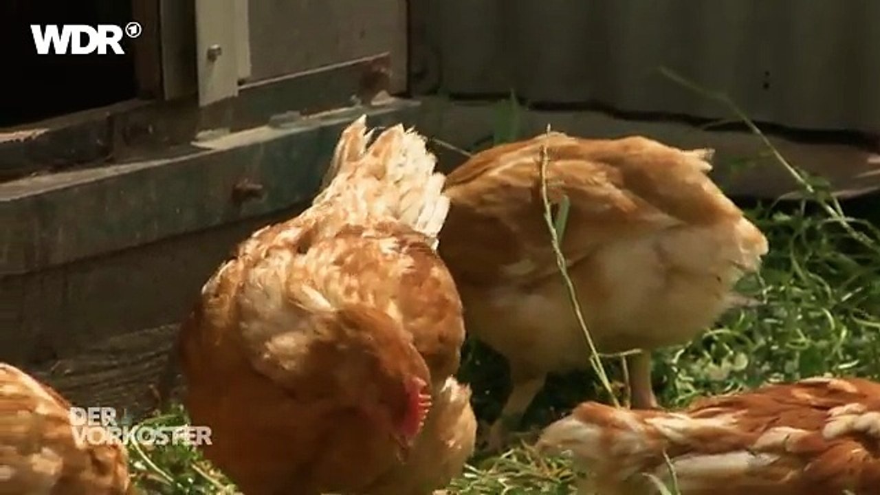 Alle lieben Hähnchen!?