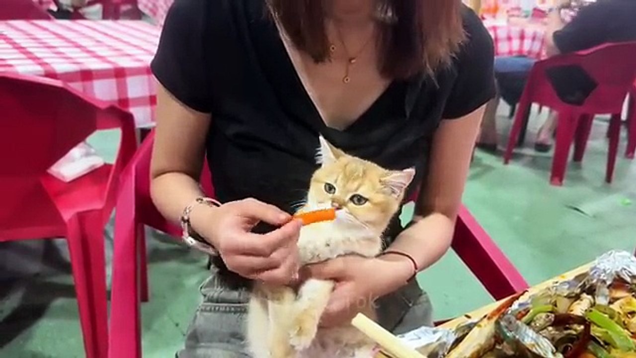 Funny Videos Part 25