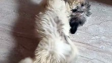 Shih tzu puppy teasing the other dog