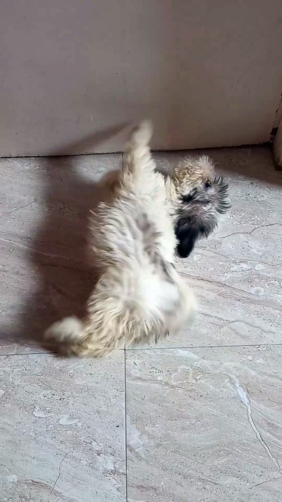 Shih tzu puppy teasing the other dog