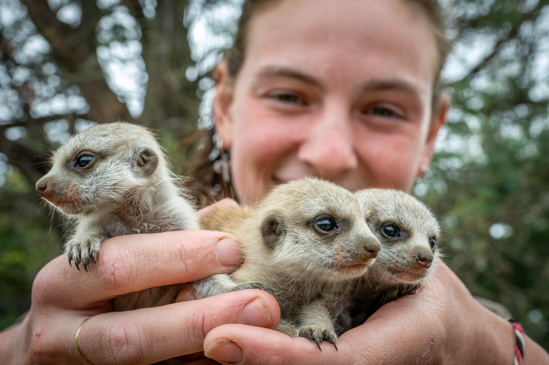 Meerkat babies at Tasmania Zoo | The Examiner | March 2026