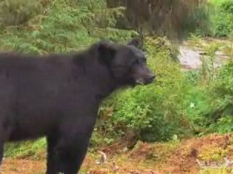 Alaska.org - Ketchikan: Alaska's First City - Official Video