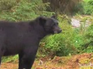 Alaska.org - Ketchikan: Alaska's First City - Official Video