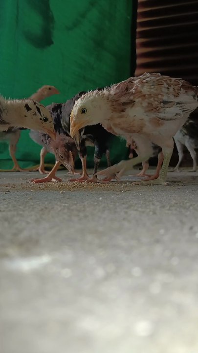 Gavran Chicks 🐥 Village #gavran #desi chuje #desimurgi