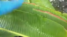 Banana leaves converted in natural fiber hair