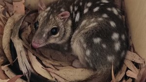 Stowie the Northern Quoll in Dubbo | March 2026 | Daily Liberal