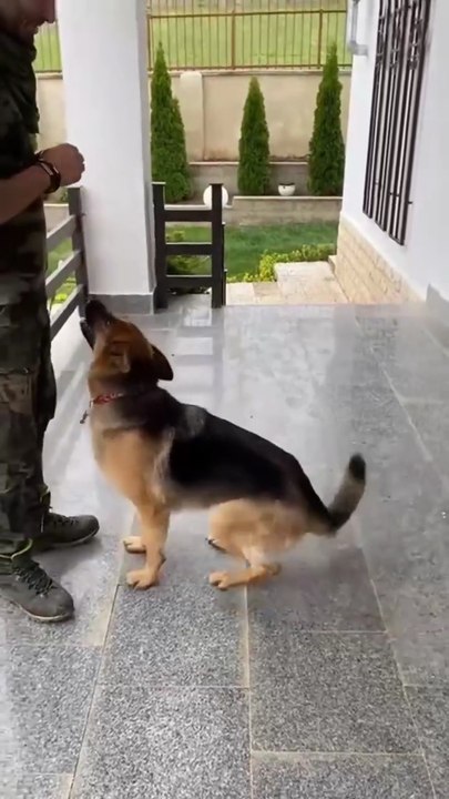 Funniest and cutest German shepherd short video #18-compilation 2026🐾🐾I hope like our compilation please share it and SUBSCRIBE) FOLLOW ME.LIFE IS WITH GERMAN SHEPHERD PUPPIES..........