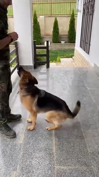 Funniest and cutest German shepherd short video #18-compilation 2026🐾🐾I hope like our compilation please share it and SUBSCRIBE) FOLLOW ME.LIFE IS WITH GERMAN SHEPHERD PUPPIES..........