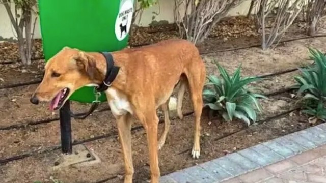 Cani, gatti, conigli: gli espatriati fuggono da Dubai, abbandonando i loro animali domestici