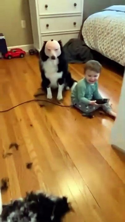Funny baby shaves Dog Can’t stop laughing