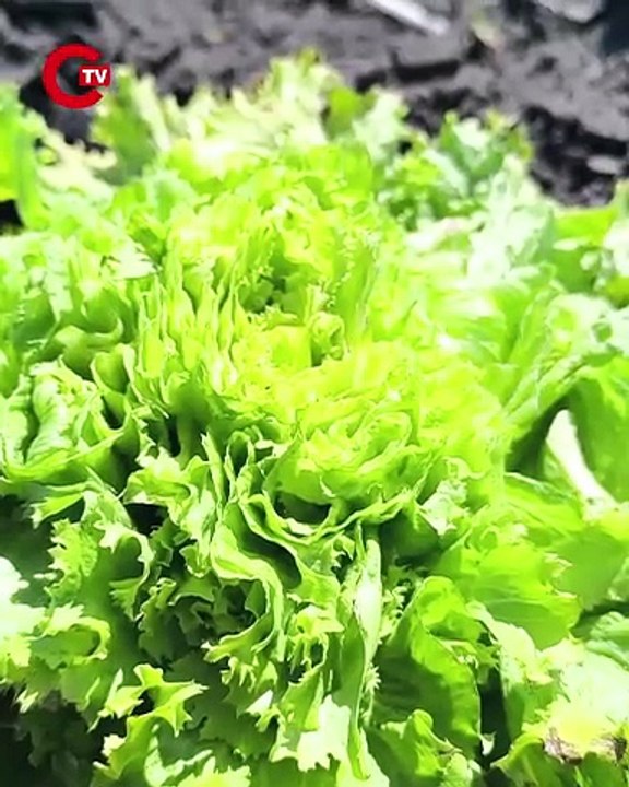 Osmaniyeli çiftçinin satılmayan marulları tarlada hayvanlara yem oldu