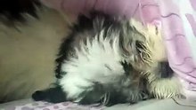 Energetic Shih tzu