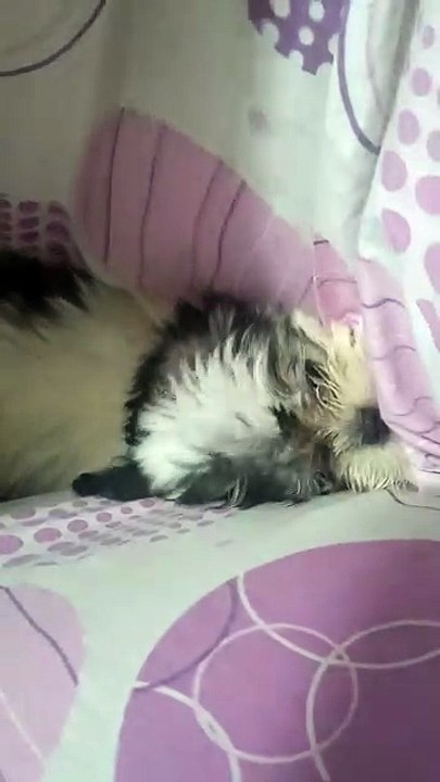 Energetic Shih tzu