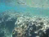 plongee sur la grande barriere de corail