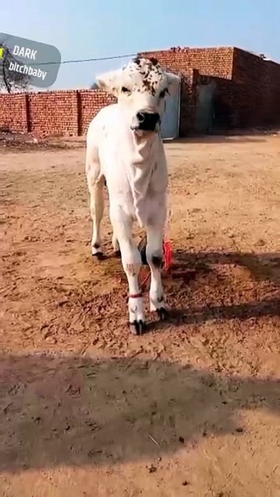 Beautiful bull