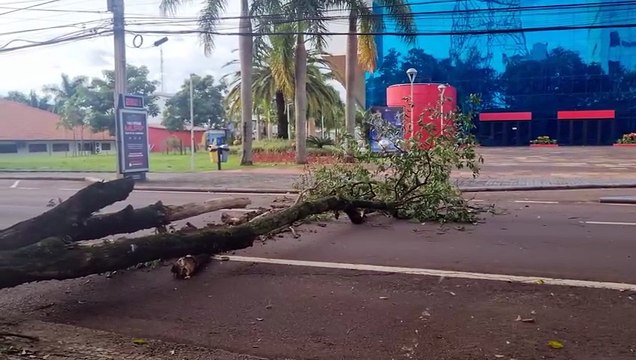 Árvore cai e interdita trecho da Rua Rio de Janeiro em frente ao Teatro Municipal de Cascavel