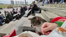 Un hipódromo lleno de gatos: en Estambul decenas de felinos viven entre las tribunas como si fueran parte del espectáculo