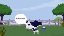 Anovite Colostrum Training