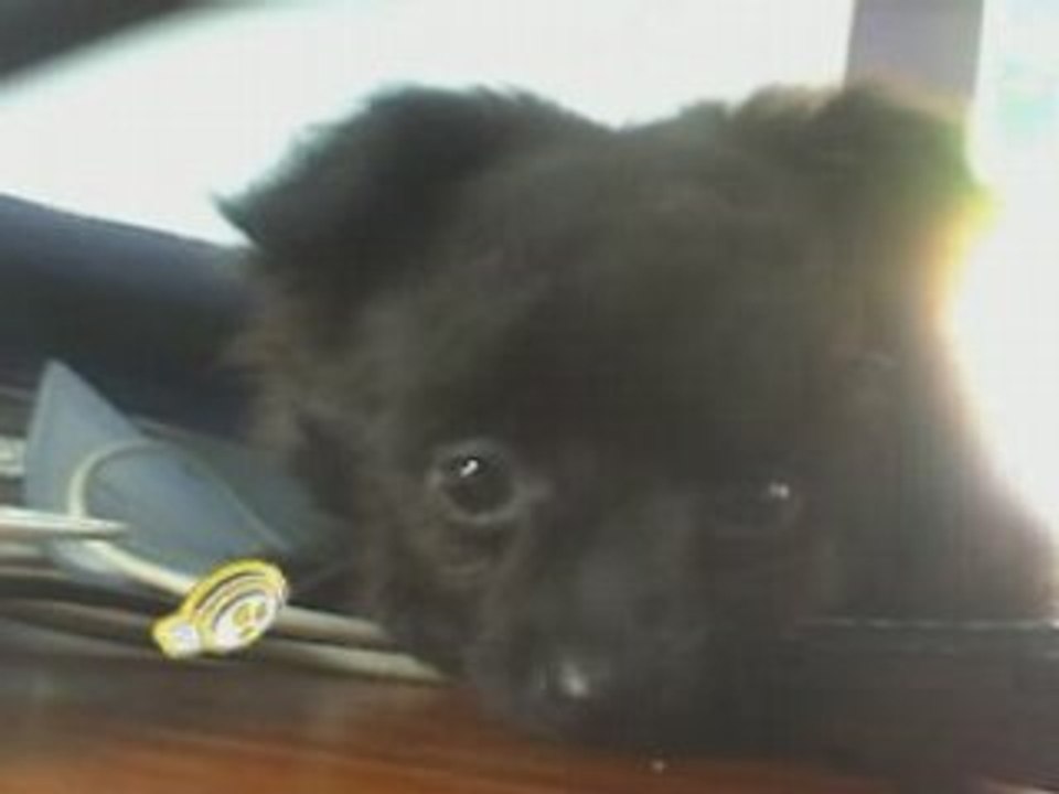 Mon chien