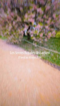 Les Serres Royales de Laeken sont un chef-d’œuvre architectural botanique de verre et d’acier situé à Bruxelles. Il contiennent une collection de fleurs et jardins exceptionnelle 🌸🌹🌺