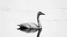Swan on Lake.